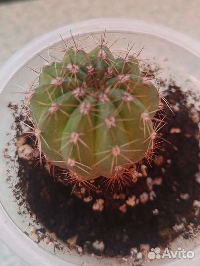 Gymnocalycium taningaense VG-310