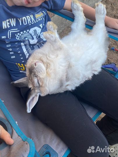 Домашний кролик