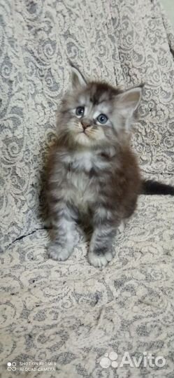 Котёнок девочка мей-кун