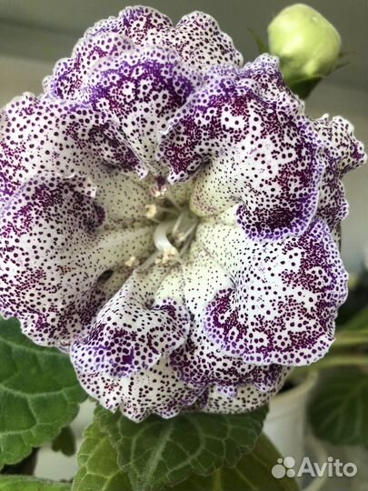 Глоксиния махровая