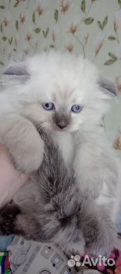 Шотландские вислоухие котята