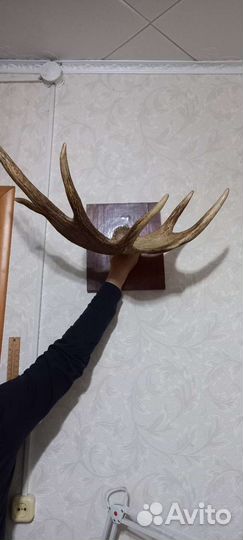 Продам рога лося