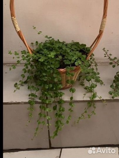 Лизимахия вербейник монетчатый