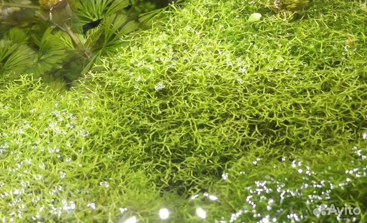 Аквариумный мох Риччия