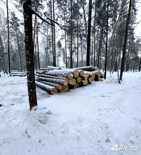 Круглый лес хвоя, береза