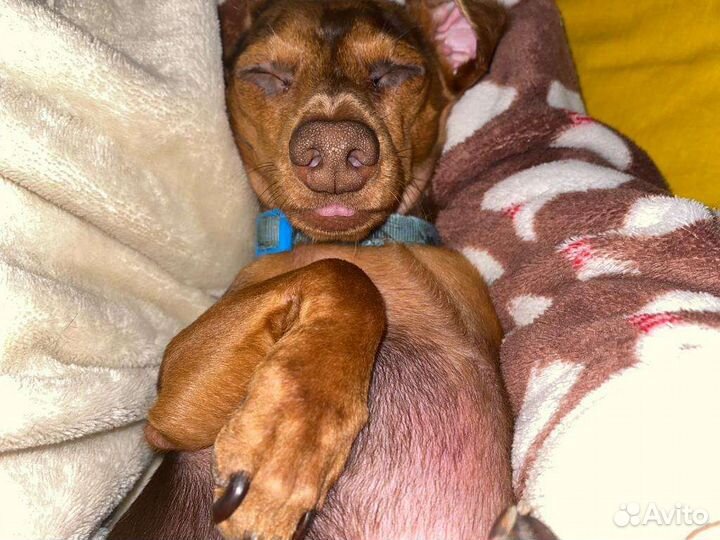 Вязка карликовая такса