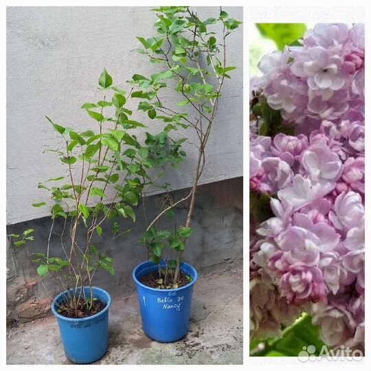 Саженцы сирени