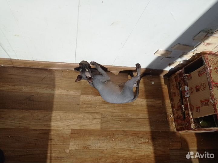 Вязка Канадского Сфинкса