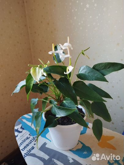 Антуриум антедезия вайт