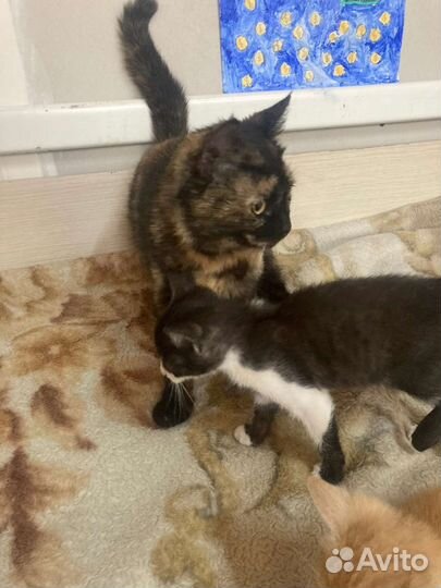 Кошка и котята