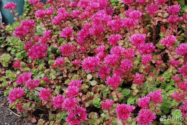 Очиток почвопокровное альпийская горка