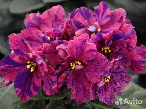 Укоренённые листья сортовых фиалок