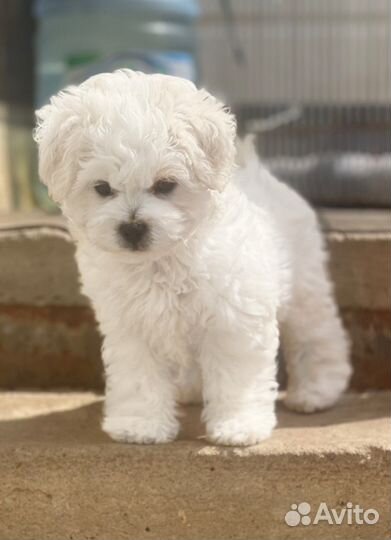 Бишон фризе