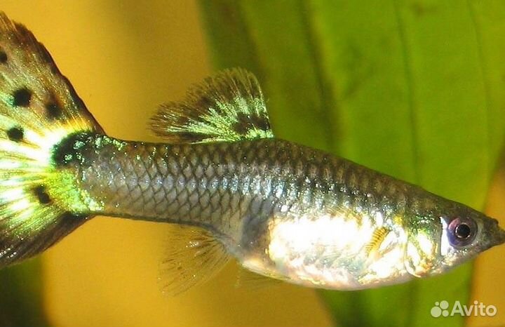 Аквариумные рыбки разные