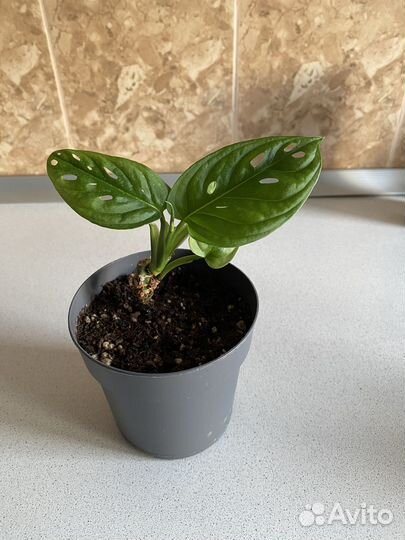 Манстера манки