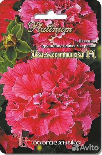 Рассада петунии Валентина