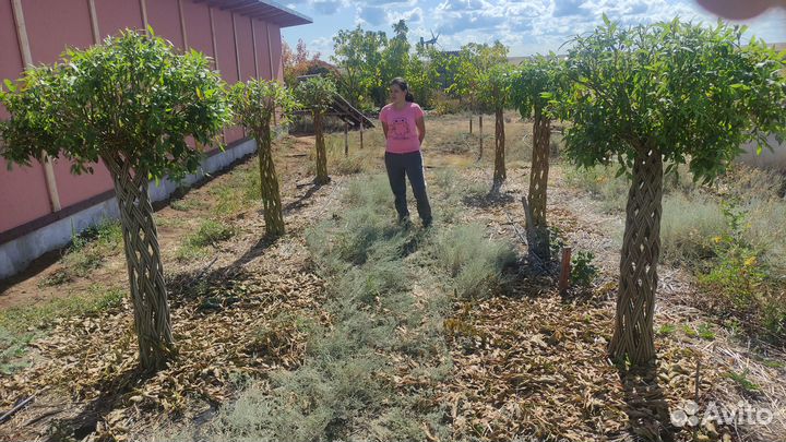 Плетеные деревья из ивы