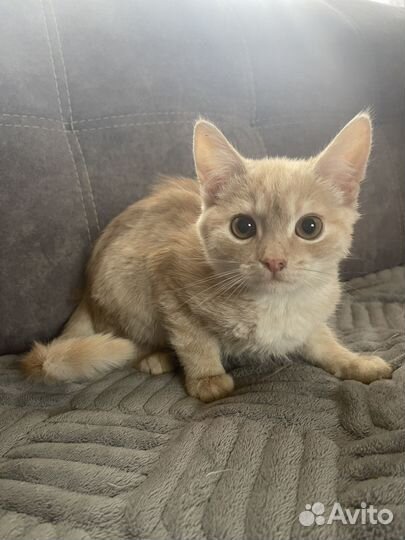Кот