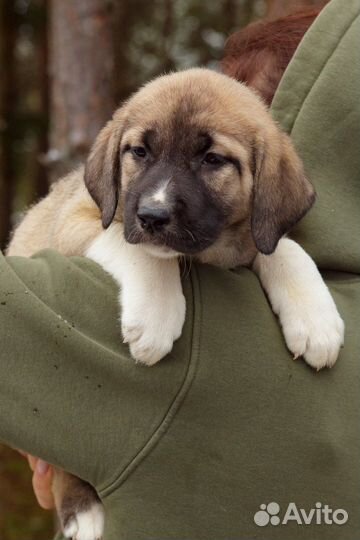 Собака турецкий кангал