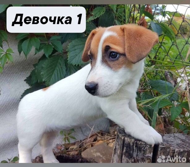 Щенки джек рассел терьер гладкошерстный