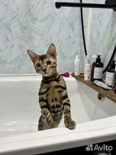Бенгальский котенок