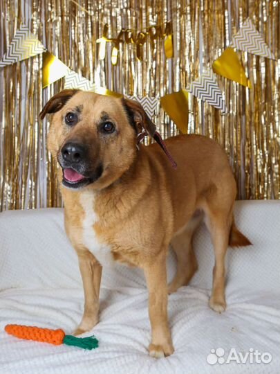 Басе нужна ваша помощь