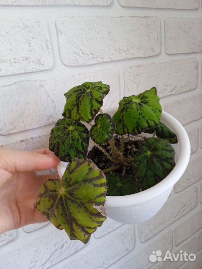 Бегония тигровая