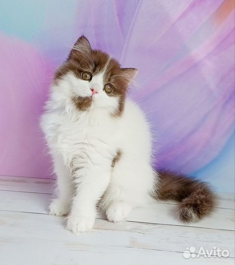 Кот Маршал 4 мес