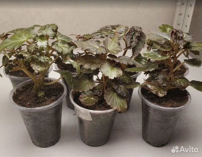 Ампельная бегония Беллекония Mango, Шардоне