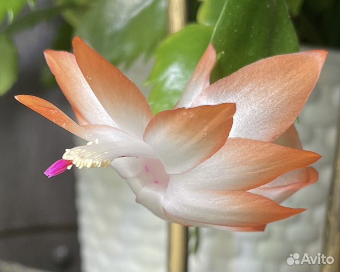 Декабрист шлюмбергера сортовой