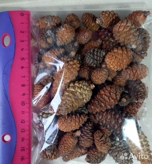 Шишки крымской сосны мелкие