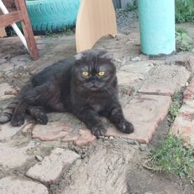 Отдам в добрые руки