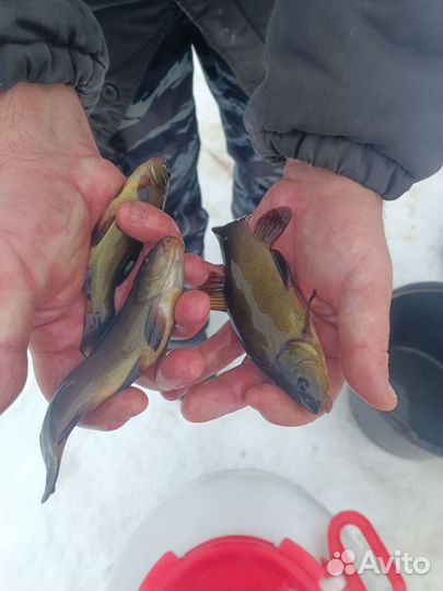 Линь, белый амур, толстолобик и др