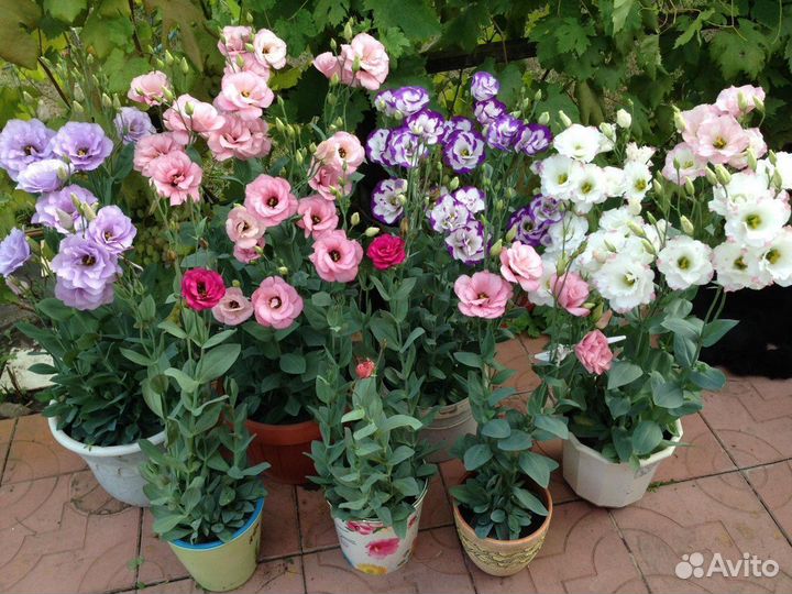 Рассада эустомы низкорослой и высокой