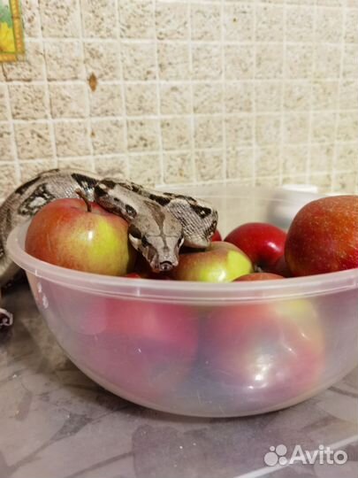 Императорский удав