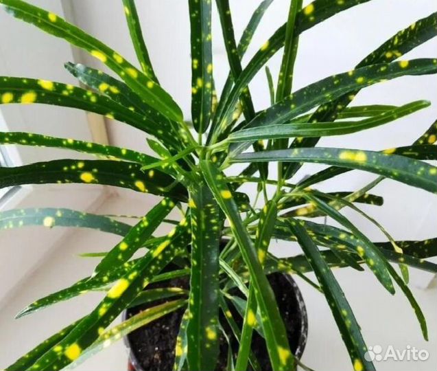 Кротон Пиктум Спот