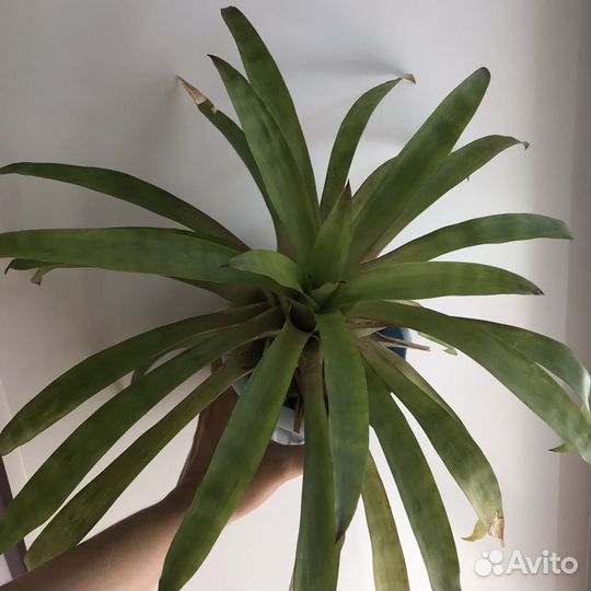 Гусмания (гузмания)