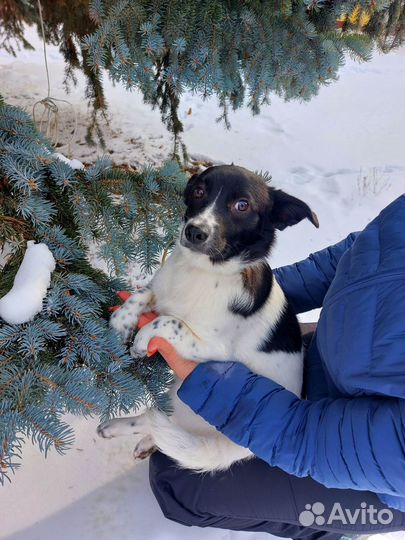 Щенок в добрые руки бесплатно