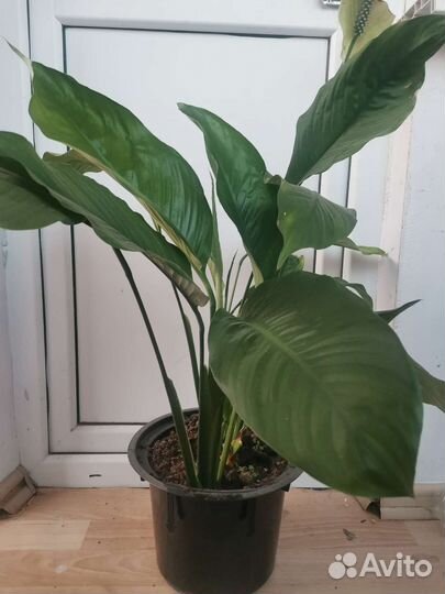 Спатифиллум