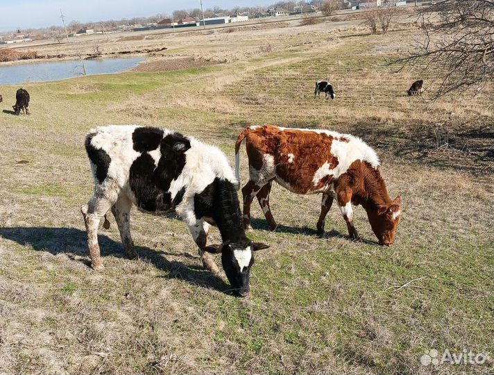 Коровы дойные, стельные и с телятами