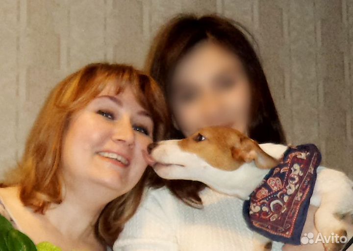 Передержка кошек и других животных (кроме собак)