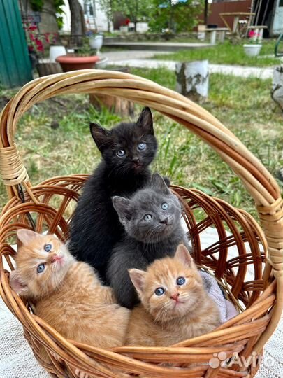 Котята в добрые руки
