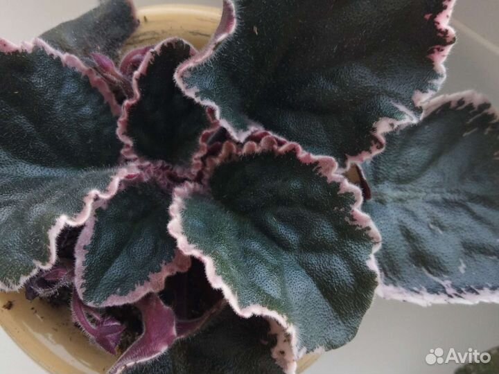 Фиалка ват Калейдоскоп