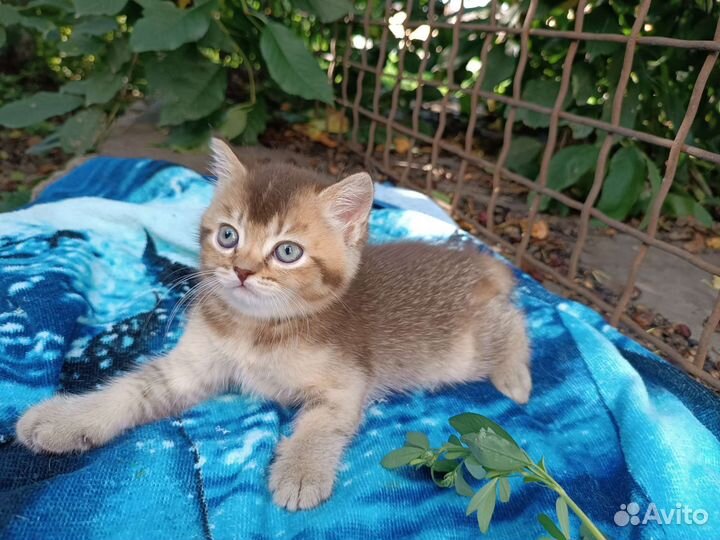 Шотландские котята