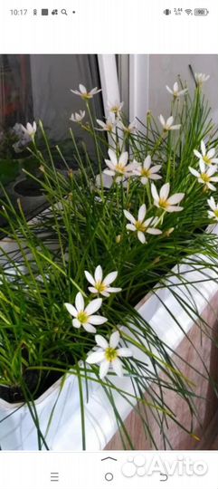 Комнатные, луковичные