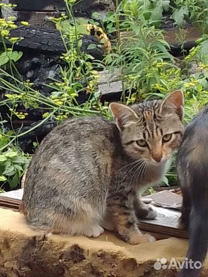 Отдам котят в добрые руки