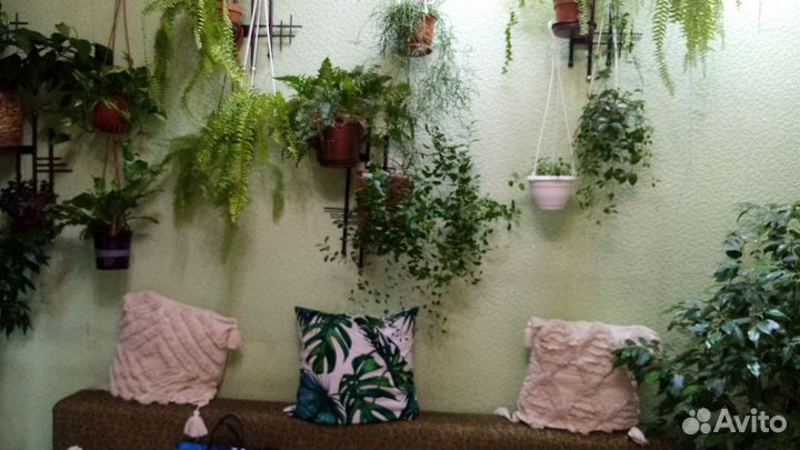 Комнатные растения