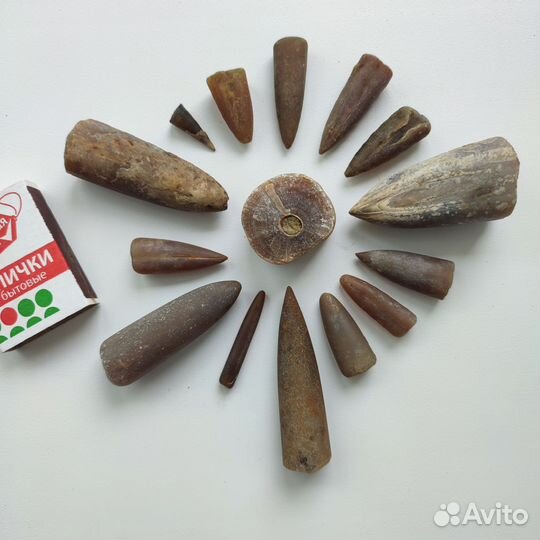 Окаменелости и Белемниты (Кальмары), Аммониты