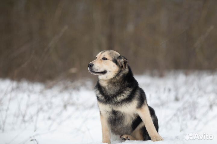 Плюшка и лапочка тоскует в приюте