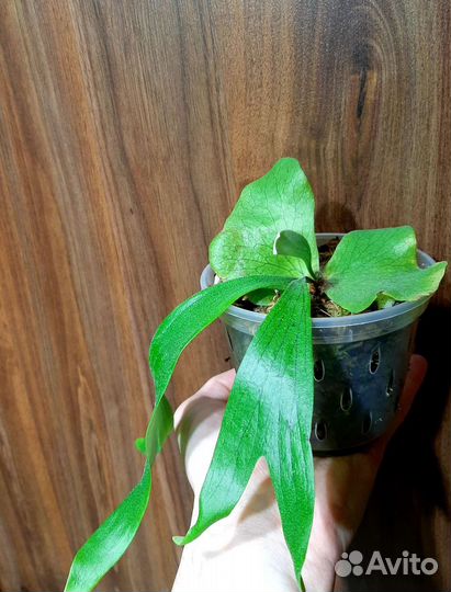 Папоротники (Платицериум, Аглаоморфа, Дринария)